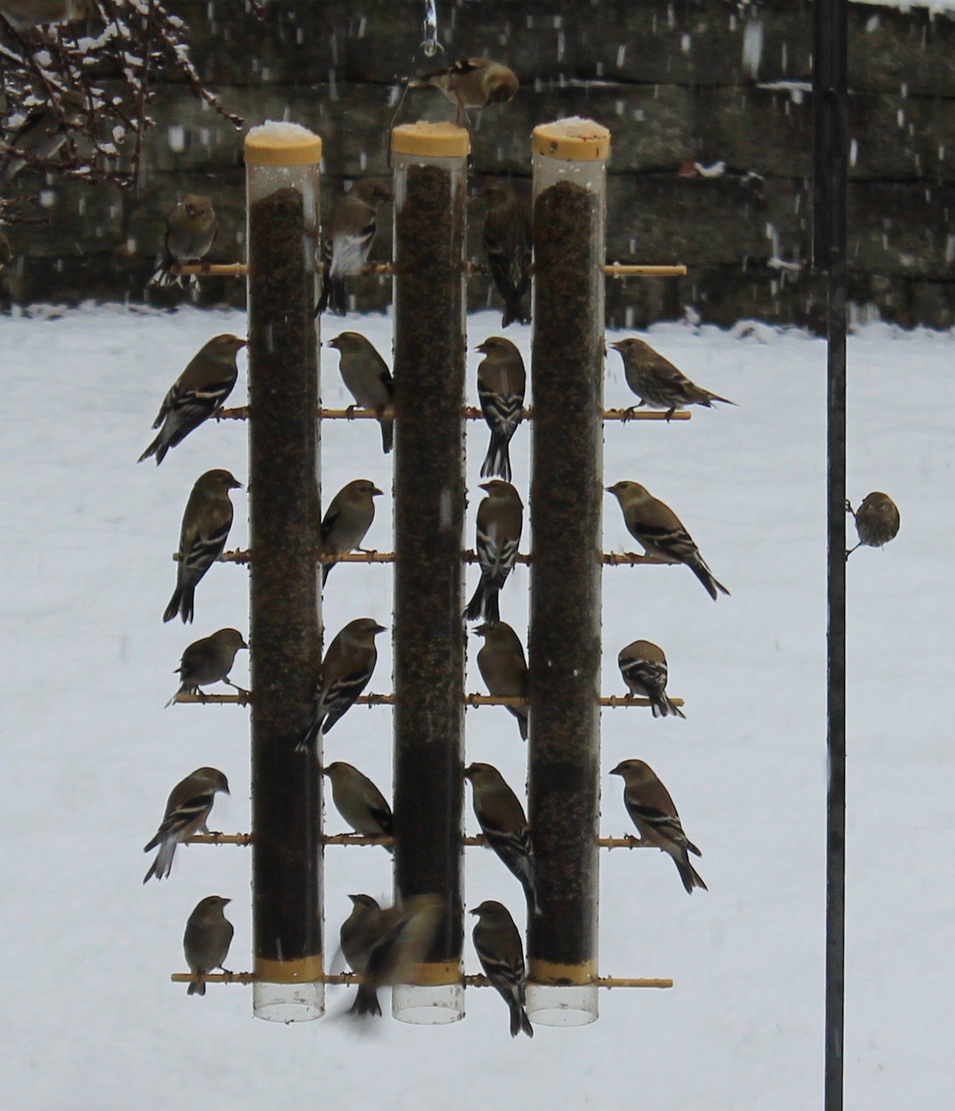 goldfinches with snow