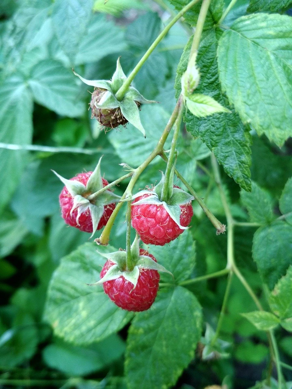 Several juicy looking red raspberries.
