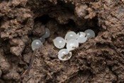 group of white slug eggs in the soil.