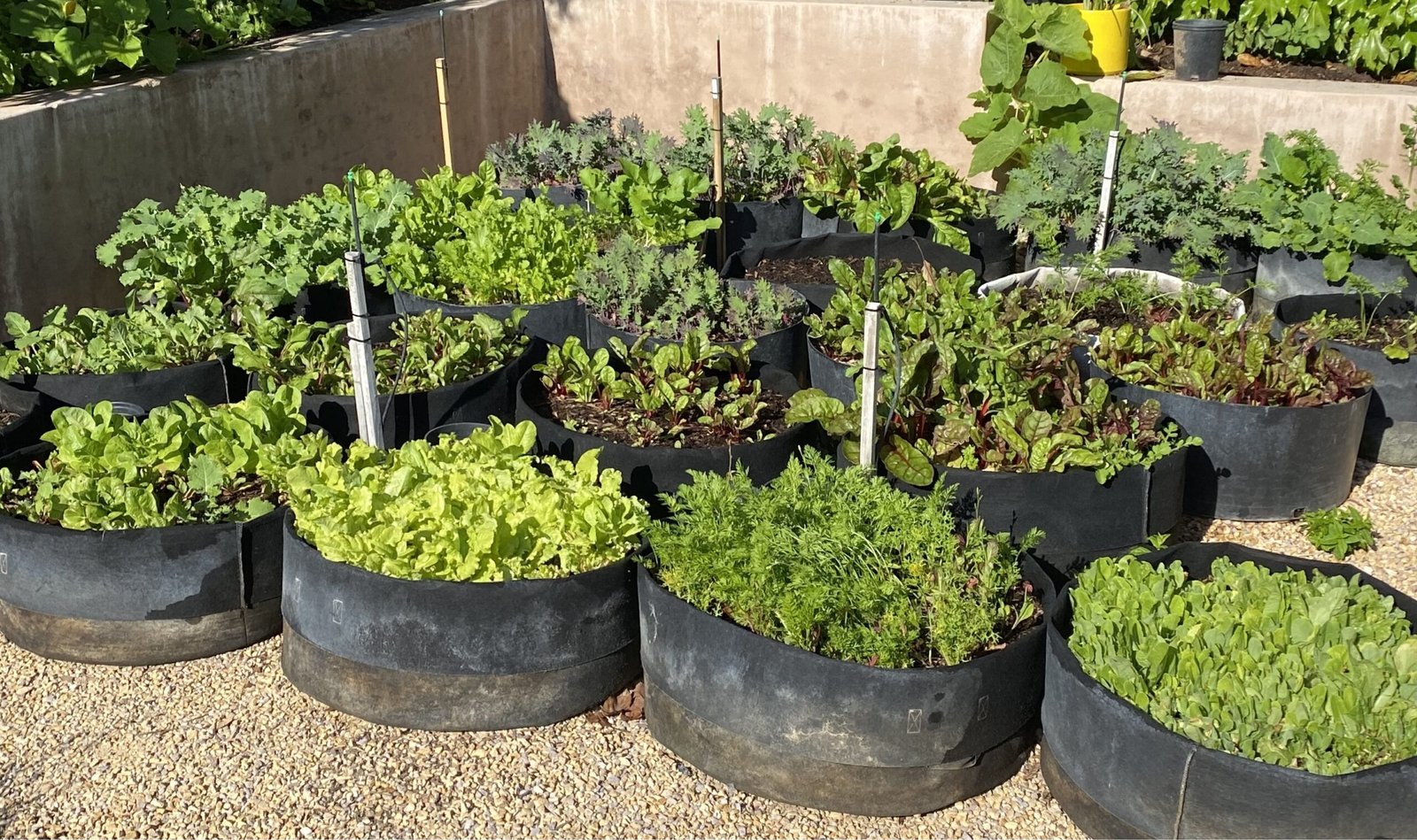 Raised beds from folded grow bags contain plenty of vegetables and herbs.