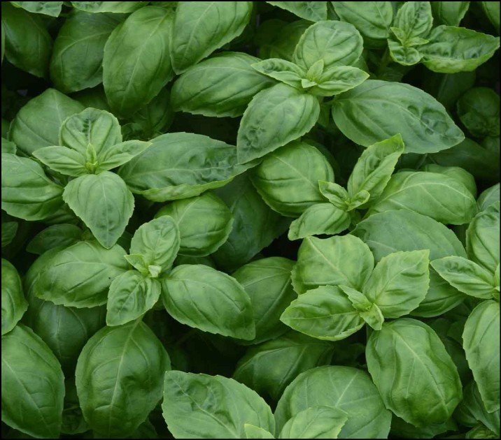 Green and red Baron bell pepper