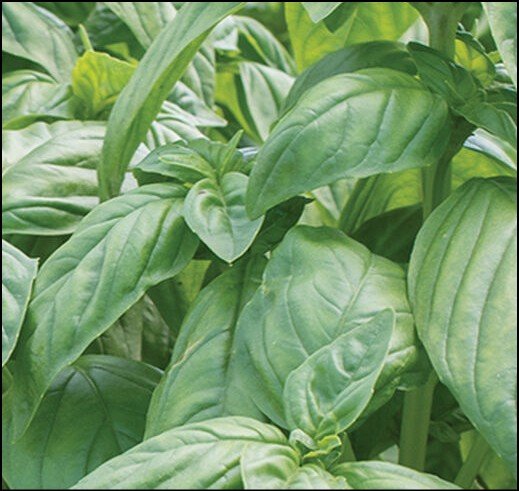 Green and red Baron bell pepper