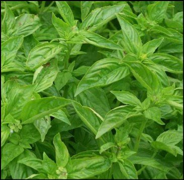 Green and red Baron bell pepper