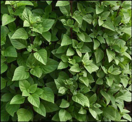 Green and red Baron bell pepper