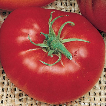 Green and red Baron bell pepper