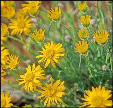 Green and red Baron bell pepper