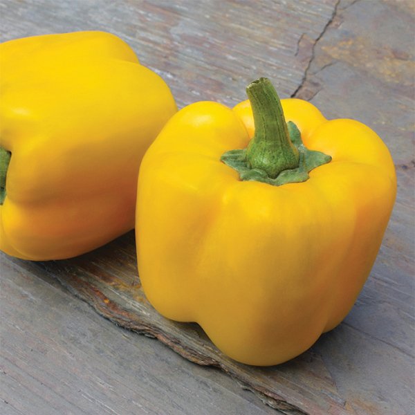 Green and red Baron bell pepper