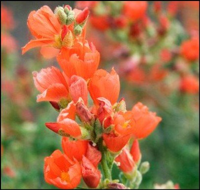 Green and red Baron bell pepper