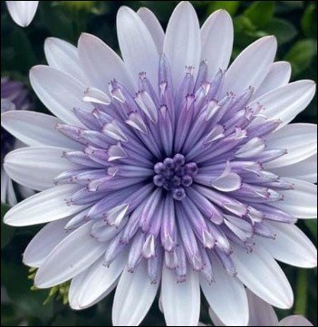 pale green flowers with pink edged petals.