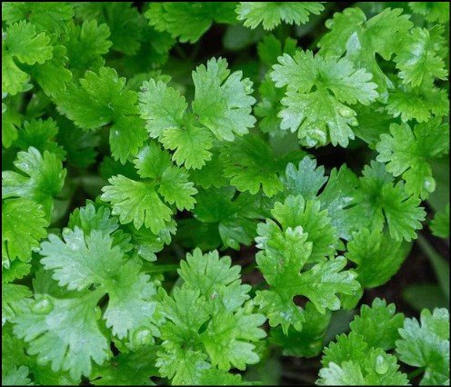 Green and red Baron bell pepper