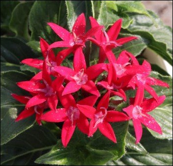 green edged leaves with pale centers.
