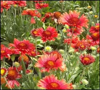 numerous red flowers.