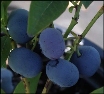 large purple blueberries on vine.