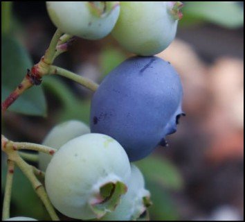 one ripe blueberry among several unripe berries.