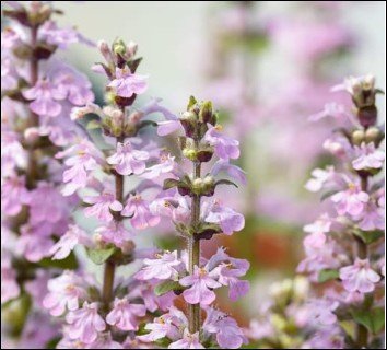 pink flowers cover tall spikes of buggleweed.