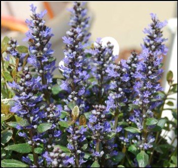 purple flowers cover flower spikes.