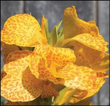 leopard spotted gold flower.