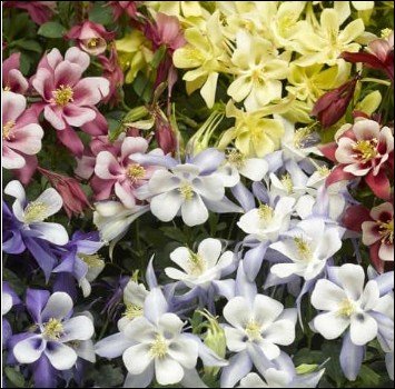 mised colored flowers.