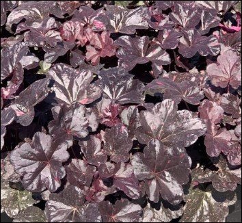dense purple leaves.