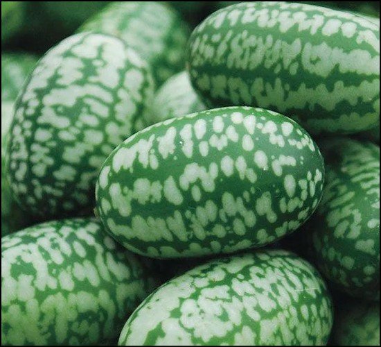 Green and red Baron bell pepper