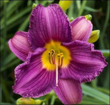 purple flowers with yellow-orange center.