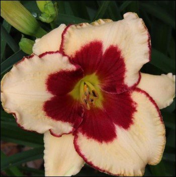 red fringe on purple petals with deep red center.