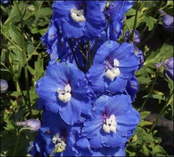 cobalt blue flowers on tall stalk.