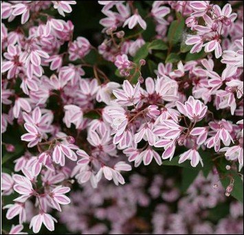 abundance of pink flowers.