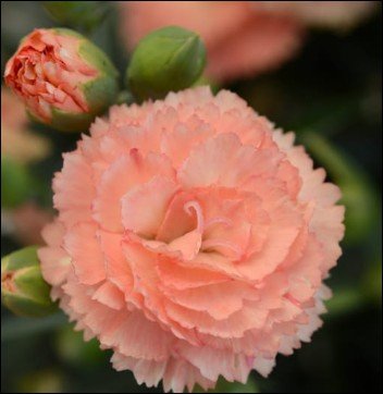 large orange flower.