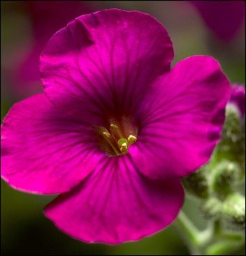 large flowing red petals.