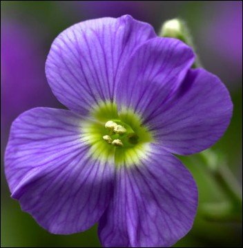 large flowing purple petals.
