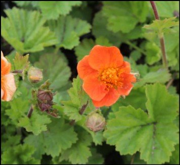 deep orange flower and green leaves.
