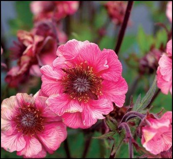 rose pink flower petals with dark center.