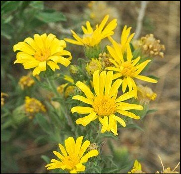 Green and red Baron bell pepper