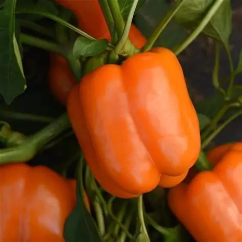 Green and red Baron bell pepper