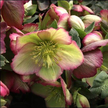 pale green flowers with pink edged petals.