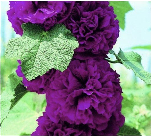 deep violet double flowers.