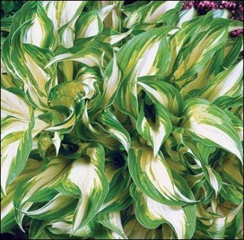 green edged leaves with pale centers.