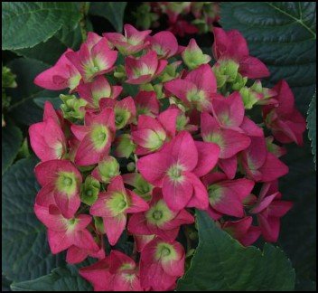 open, deep pink flowers with green centers.
