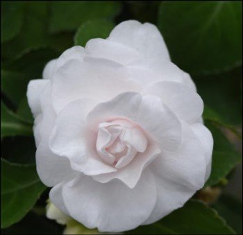 pale green flowers with pink edged petals.