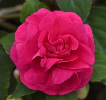green edged leaves with pale centers.