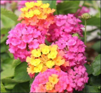 open, deep pink flowers with green centers.