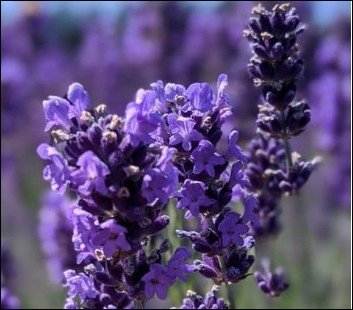 pale green flowers with pink edged petals.