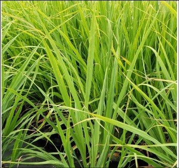 pale green flowers with pink edged petals.