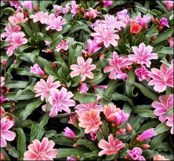 green edged leaves with pale centers.