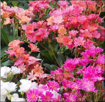 open, deep pink flowers with green centers.