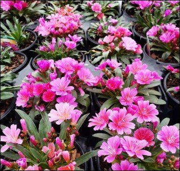 pale green flowers with pink edged petals.