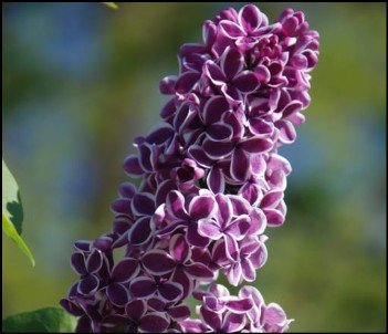 green edged leaves with pale centers.