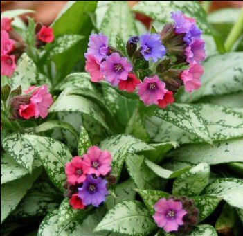 open, deep pink flowers with green centers.