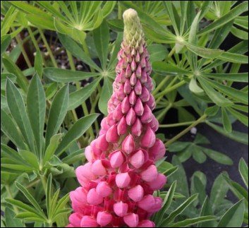 pale green flowers with pink edged petals.